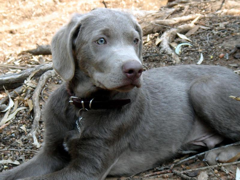 silver and chocolate lab puppies