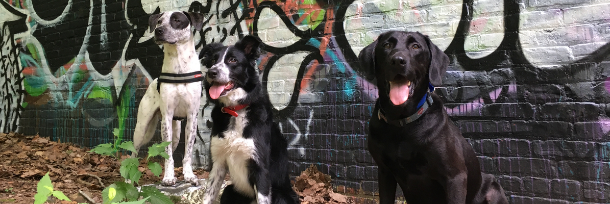 Auggie Fever & Hank NYC off leash