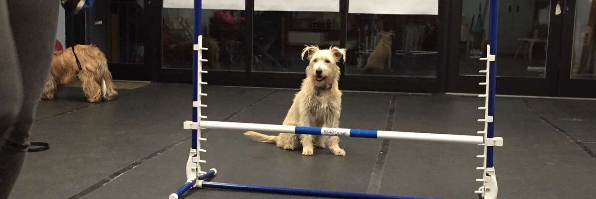 NYC Dog Agility