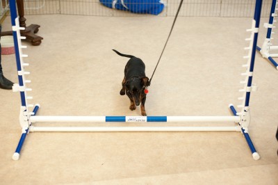 small dog agility classes