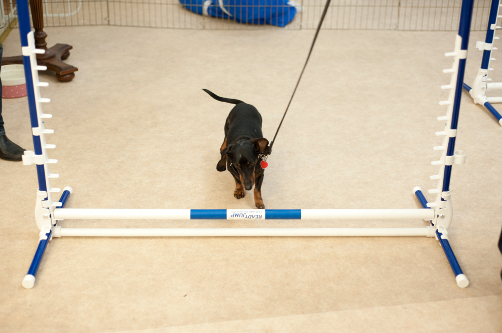 dog agility courses for beginners near me