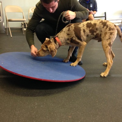 Puppy classes