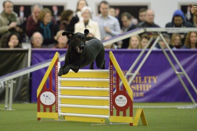 dog agility classes