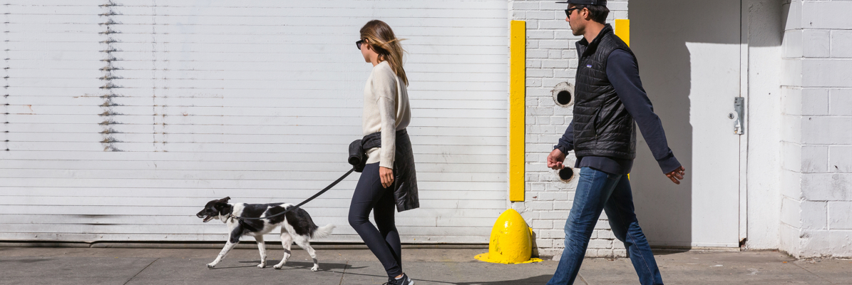 Dogs on the streets of NYC