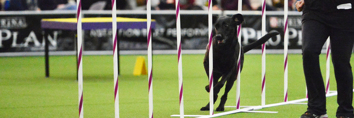 Doggie Academy Dog Agility Training