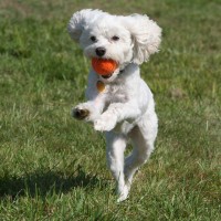 Off leash dog training