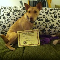 Dog with training diploma
