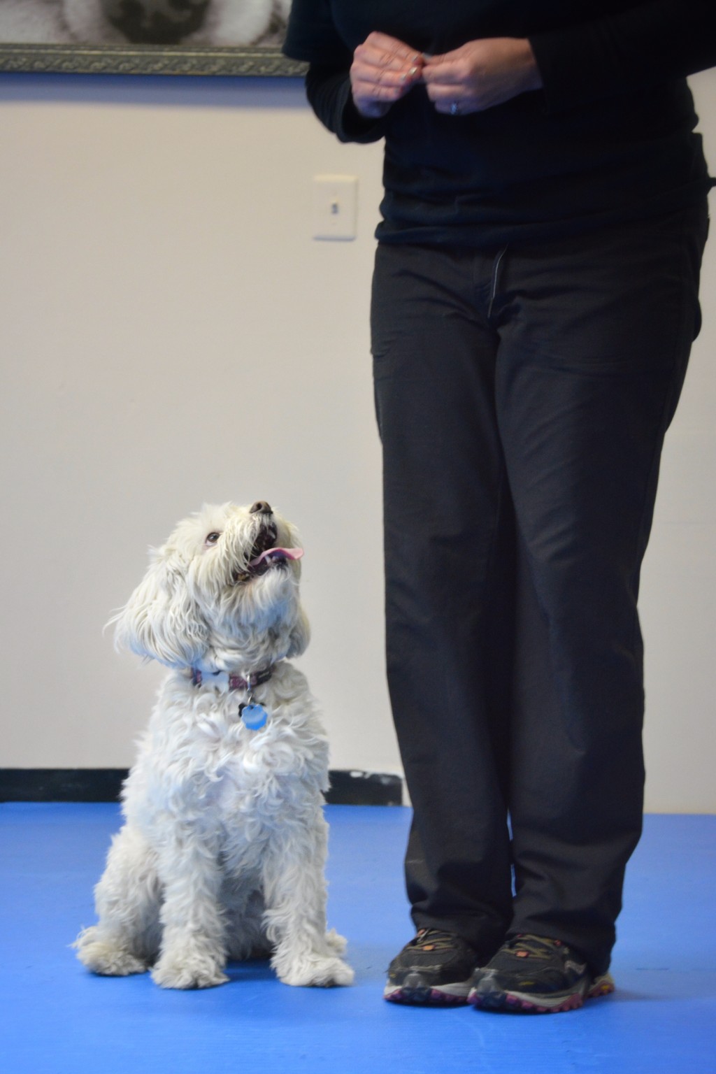 Dog Training Apprenticeship Doggie Academy