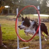 border collie agility