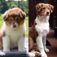 Younger and Older Comparison of Dog Grace
