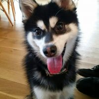 klee kai