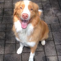 duck tolling retriever