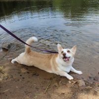 corgi freestyle