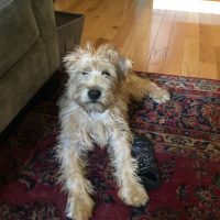 wheaton terrier puppy