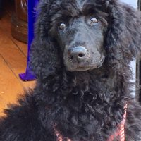 Black Poodle Sitting