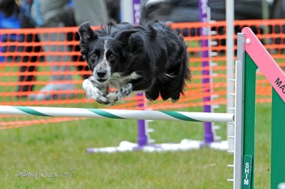 dog agility Brooklyn