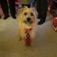 Doggie Teddy Wearing a Tie