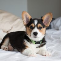 corgi puppy