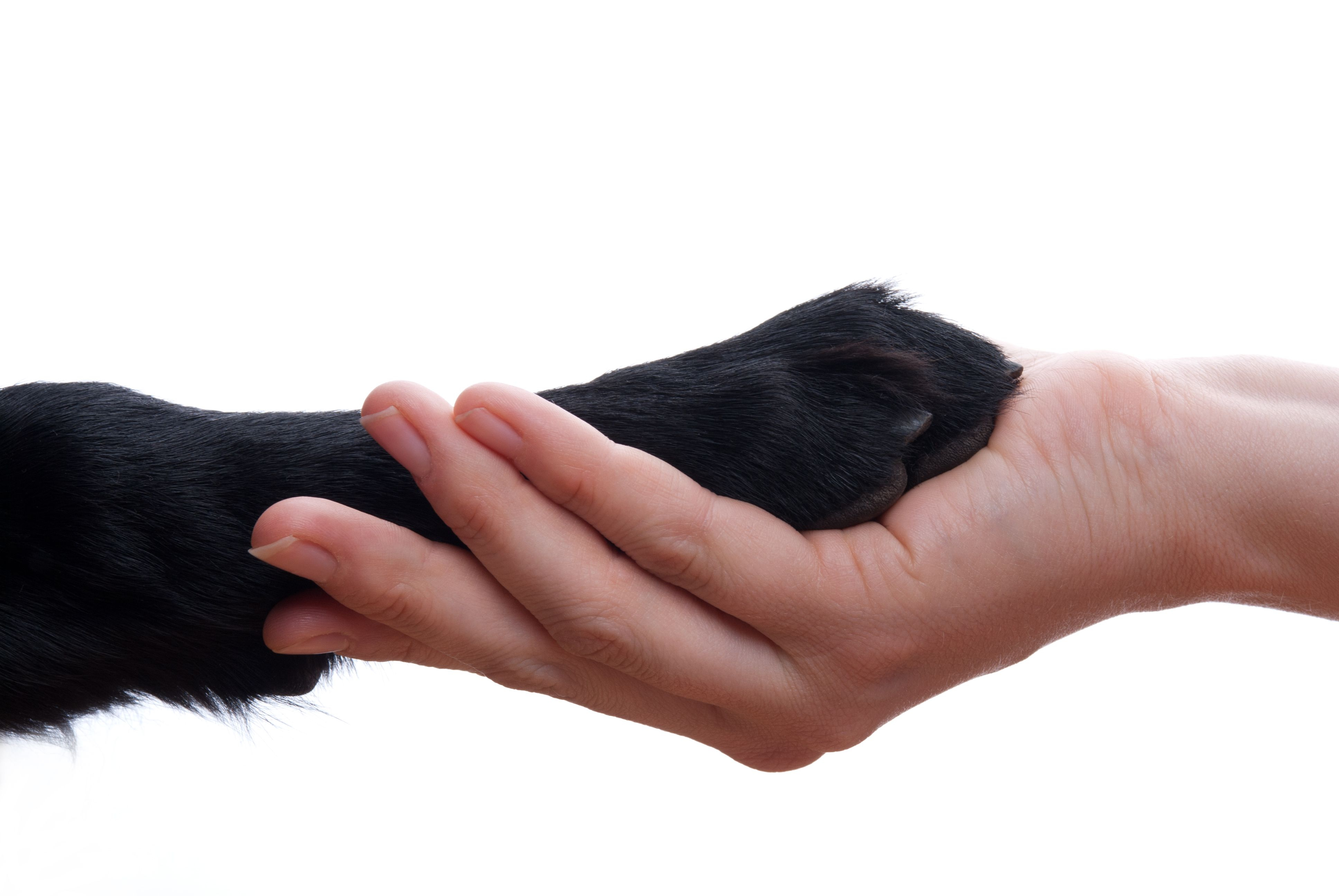 Собака на руках во сне. Лапа собаки. Рука и лапа собаки. Лапа и рука человека. Человеческая рука и лапа собаки.