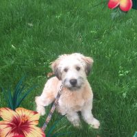 wheaten terrier