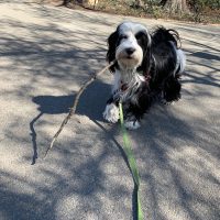 Tibetan Terrier